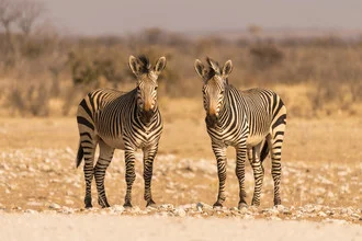 Photo art by Dirk Steuerwald: Zebra in Namibia's nature against a yellow background