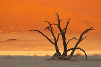 Tree sculpture in Namibia's desert, shaped by nature, calm atmosphere