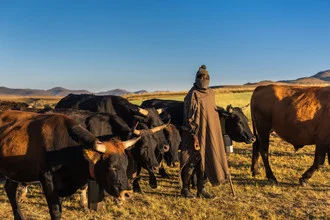Photo art by Dirk Steuerwald: shepherd with cattle on green meadow in Lesotho
