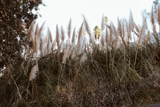 Photo art by Ari Stippa: gentle pampas landscape in soft colors