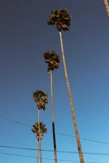 Photo art by Ari Stippa: relaxed scene with palm trees and blue sky