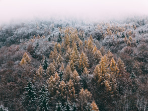 Sebastian ‚zeppaio' Scheichl, Colourful trees