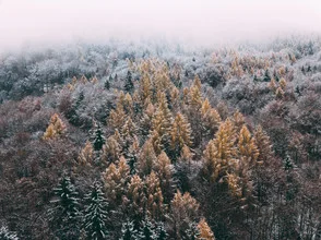 Photo art by Sebastian ‘zeppaio’ Scheichl: colorful trees in snow under a clear sky