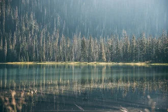 Photo art by Sebastian ‚zeppaio' Scheichl: trees and morning light in Canada