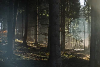 Sunlight filters through the Teutoburg Forest, creating a warm and calm atmosphere.