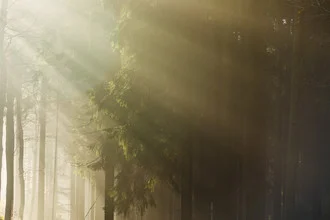 Photo art by Nadja Jacke: light shower in the forest with soft sunlight