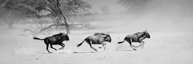 Fotokunst von Dennis Wehrmann: Gnus in der Kalahari unter weichem Licht