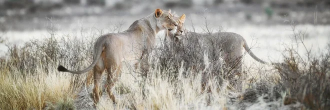 Lions searching for prey in Kgalagadi Transfrontier Park, Botswana.