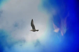Colorful clouds and a bird over the sea at sunrise