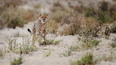Fotokunst von Dennis Wehrmann: Gepard bei der Jagd in der Kalahari