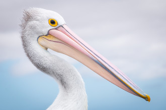 Christoph Schaarschmidt, pelican