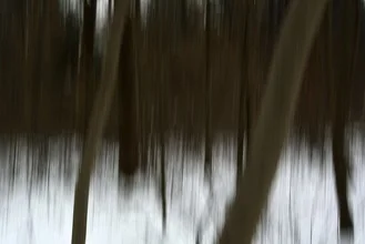 Photo art by Sascha Hoffmann-Wacker: slender trees in a winter landscape