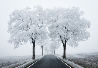 Heiko Gerlicher, Maple Avenue