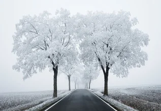 Fotokunst von Heiko Gerlicher: Ahornallee im frostigen Winterlicht