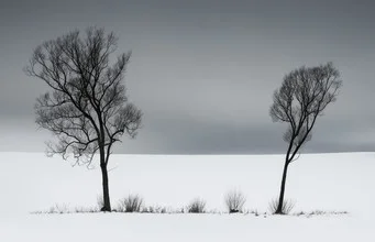 Two willows in winter, gentle snow cover on branches, calm atmosphere.