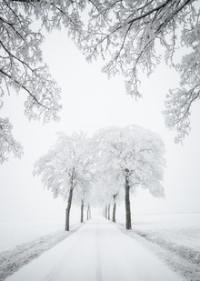 Heiko Gerlicher, Maple Avenue II (Germany, Europe)