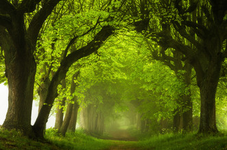 Heiko Gerlicher, Linden Avenue - Germany, Europe)