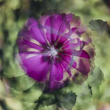 Photo art by Nadja Jacke: colorful pattern featuring hibiscus flowers in soft hues.