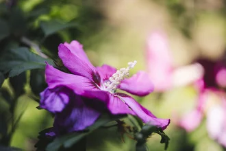 Hibiscus flowers shine in the summer sun.