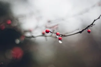 Red berries on a branch in winter with water drops