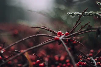 Photo art by Nadja Jacke: red berries of firethorn in winter, gentle colors