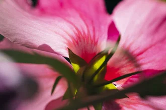 Macro shot of a hibiscus flower with glowing petals and soft colors.
