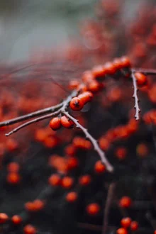 Close-up of red firethorn berries in winter, soft colors and a calm mood