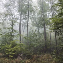 Photo art by Nadja Jacke: fog envelops a summer forest with trees.