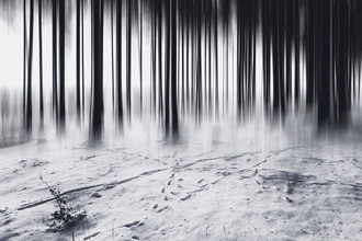 Oliver Henze, Barcode in the forest (Germany, Europe)