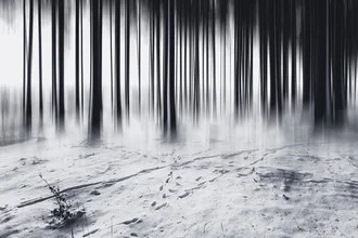 Abstract photo art by Oliver Henze: black and white forest scene.