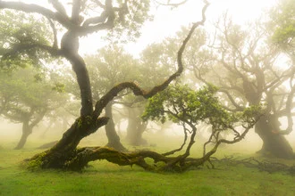 Fairytale place with gnarled trees in the mist