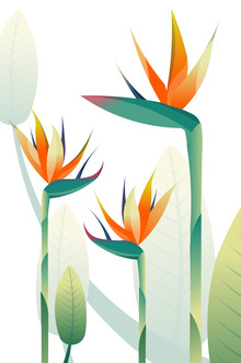 Sabrina Ziegenhorn, Strelitzia