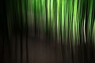 Fotografie von Andreas Weiser: Bambus im sanften Licht zwischen Schatten.