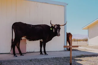 Photo art by Sebastian Trägner: cows crossing a dry road in Arizona.