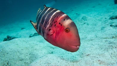 Photo art of a red-breasted wrasse in the ocean by Eva Lorenbeck