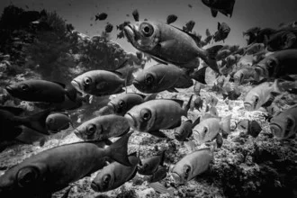 Colorful photo art featuring a school of soldierfish in the ocean