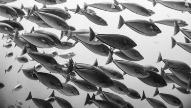 Photo art by Eva Lorenbeck: a shoal of fish in the clear waters of Indonesia