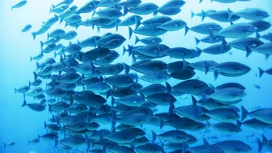 Underwater photo of fish in blue water with a calm mood