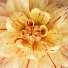 Close-up of a decorative dahlia with soft colors and delicate petals