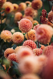 Nadja Jacke, Pompon dahlia in the autumn sun
