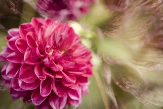 Photo art by Nadja Jacke: double dahlia blossom in sunlight