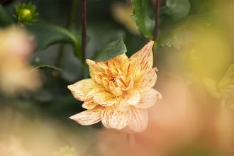 Photo art by Nadja Jacke: decorative dahlia blooming in soft colors under sunlight.