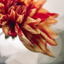 Macro shot of a decorative dahlia in sunlight, soft colors and details.