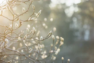 Photo art by Nadja Jacke: Magnolia buds glowing in sunlight