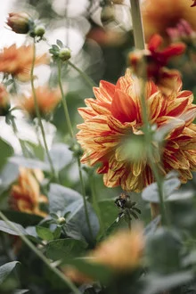 Photo art by Nadja Jacke: blooming dahlia in sunlight with delicate petals.