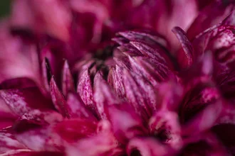 Macro shot of a decorative dahlia with soft colors and light play