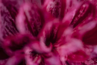 Macro shot of a decorative dahlia blooming softly in sunlight.