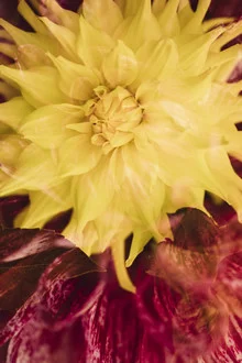 Delicate dahlia flowers in soft colors, capturing the sunlight.