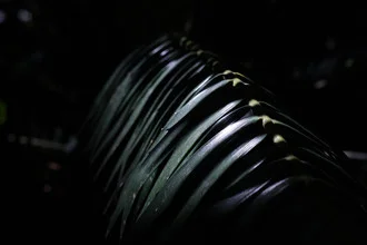 Photo art: Palm leaf in soft light, green hues and contrasting shadows.