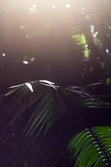 Photo art by Friederike Lenz: detailed palm leaves in sunlight